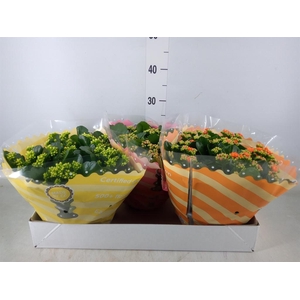 Kalanchoe blos.   ..rosebud mix  5