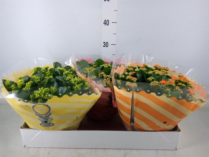 <h4>Kalanchoe blos.   ..rosebud mix  5</h4>