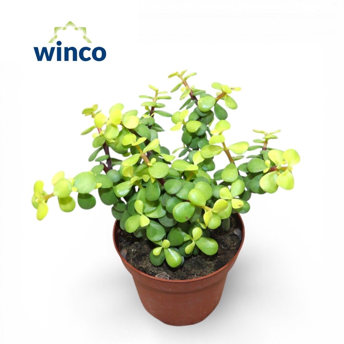 <h4>Crassula Afra Lemon</h4>