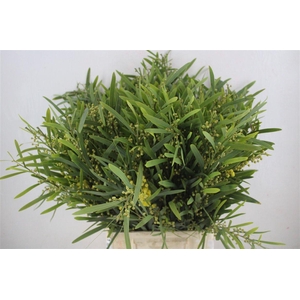 Mimosa Floribunda P Bunch