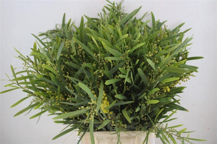 <h4>Mimosa Floribunda P Bunch</h4>