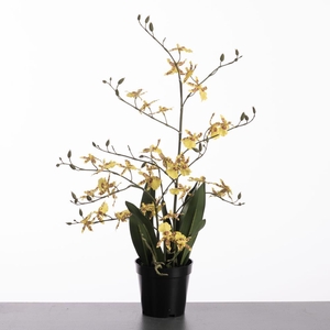 AF Danc Orch x4 pot 67cm Yell