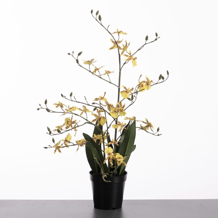 <h4>AF Danc Orch x4 pot 67cm Yell</h4>