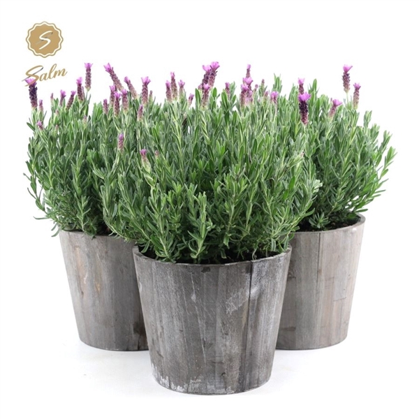 <h4>Lavandula st. 'Anouk'® Collection P19 in Wood</h4>