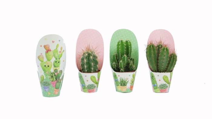 <h4>Cactus mix 5,5 cm in love potcover</h4>