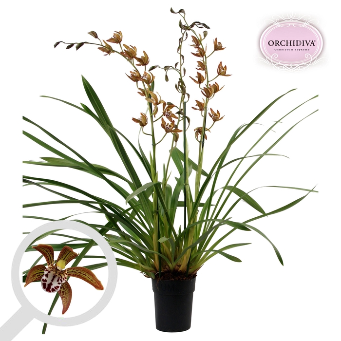 <h4>Cymbidium Magic Chocolate 3 tak</h4>