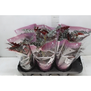BEGONIA MACULATA SPOTLIGHT DARK P13