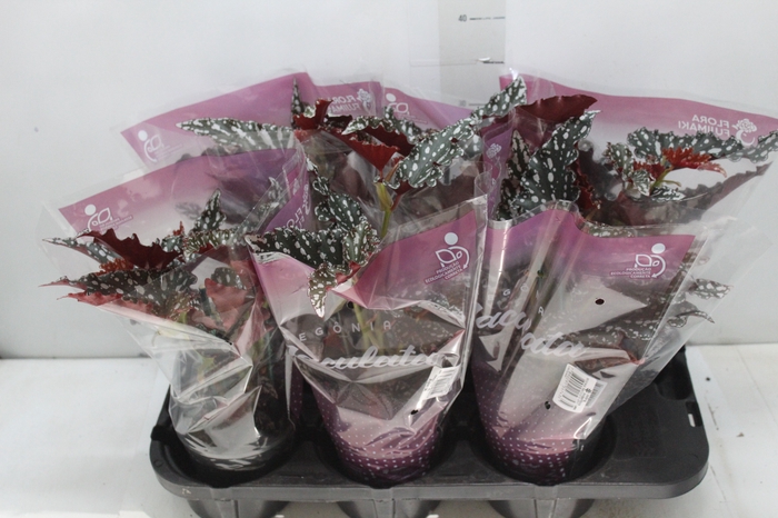 <h4>BEGONIA MACULATA SPOTLIGHT DARK P13</h4>
