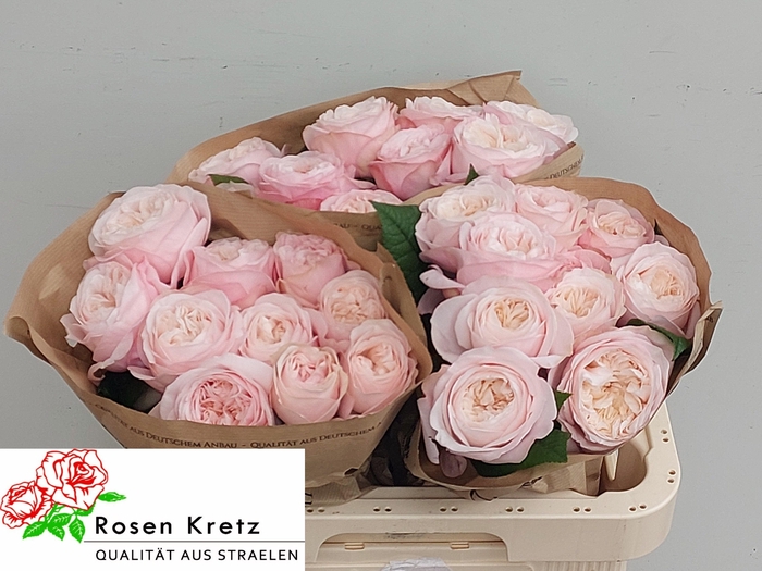 <h4>R GR LINCOLN PARK!</h4>