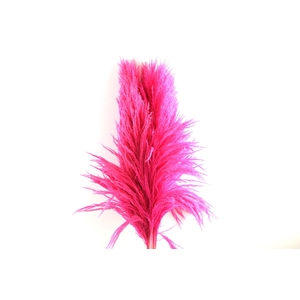 Sacuara Cerise
