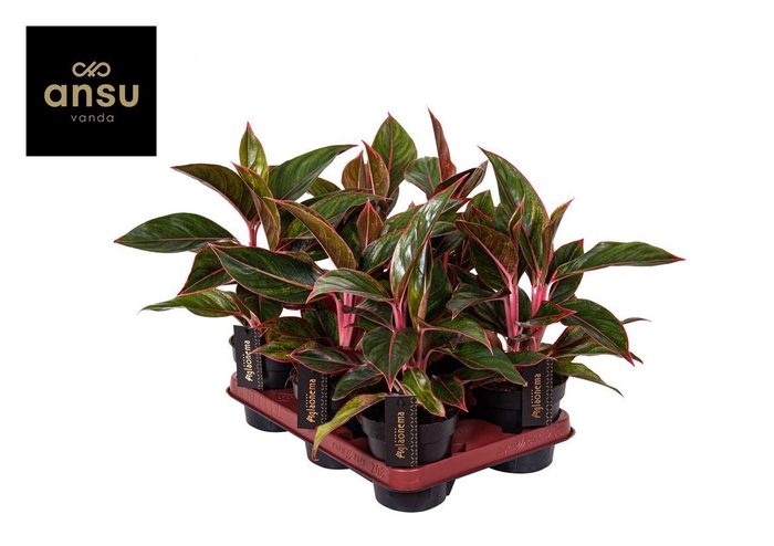 <h4>Aglaonema Jungle Red</h4>