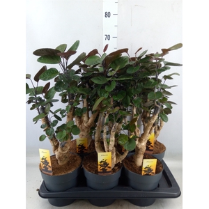 Polyscias scutellaria 'Fabian'