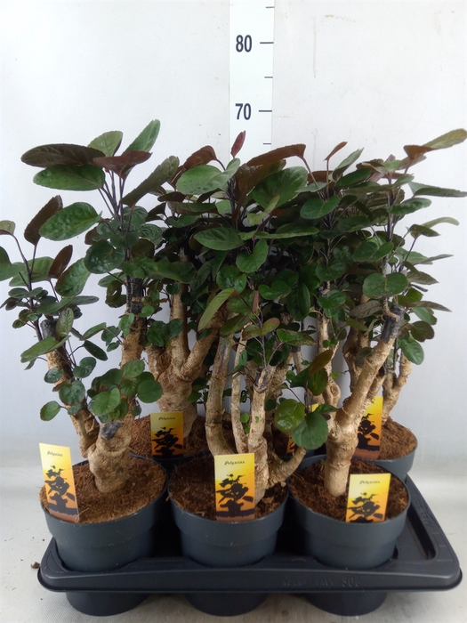 <h4>Polyscias scutellaria 'Fabian'</h4>
