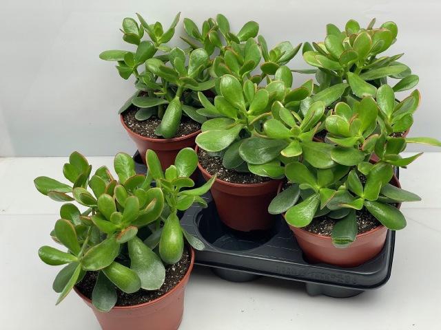 <h4>CRASS SUNSET</h4>