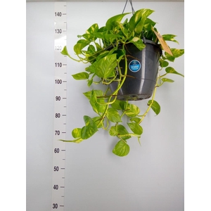 Epipremnum pinn.   HG