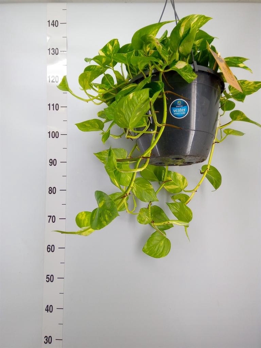 <h4>Epipremnum pinn.   HG</h4>