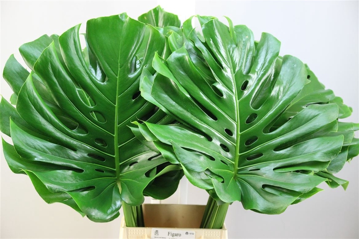 Monstera 55