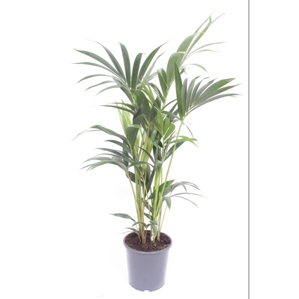 <h4>Howea forsteriana 5 per pot</h4>