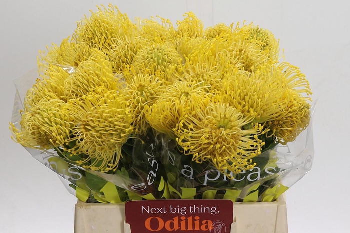 <h4>Nutans High Gold</h4>