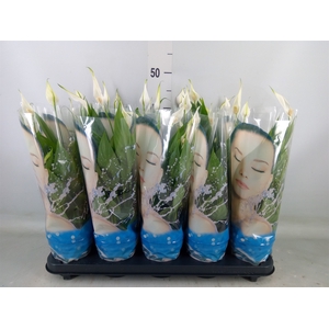 Spathiphyllum  'Alana'
