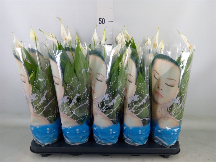 <h4>Spathiphyllum  'Alana'</h4>