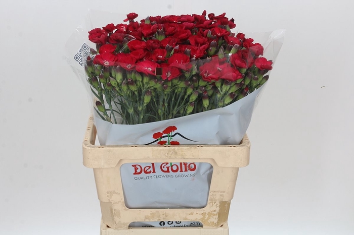 <h4>DI TE SOL PASSIONFLY</h4>