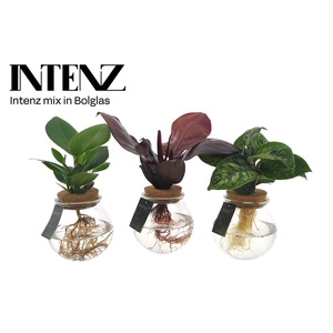 Planten  ..mix