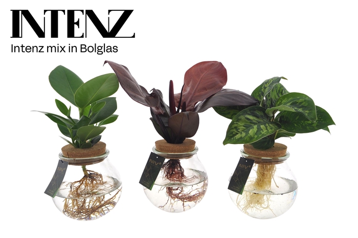 <h4>Planten  ..mix</h4>
