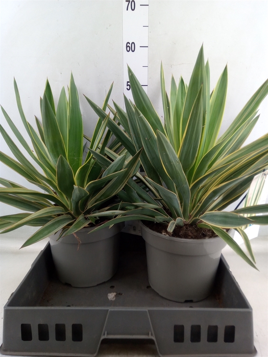 <h4>Yucca gloriosa 'Variegata'</h4>