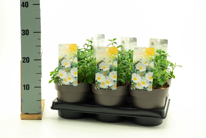 <h4>Cistus 'Salviifolius'</h4>