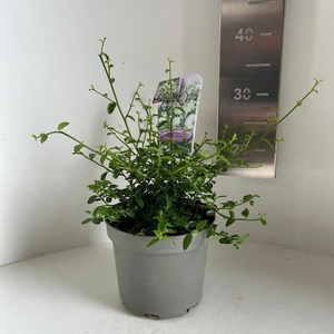 Ceanothus thyrsiflorus