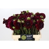 Dahlia Arabian Night