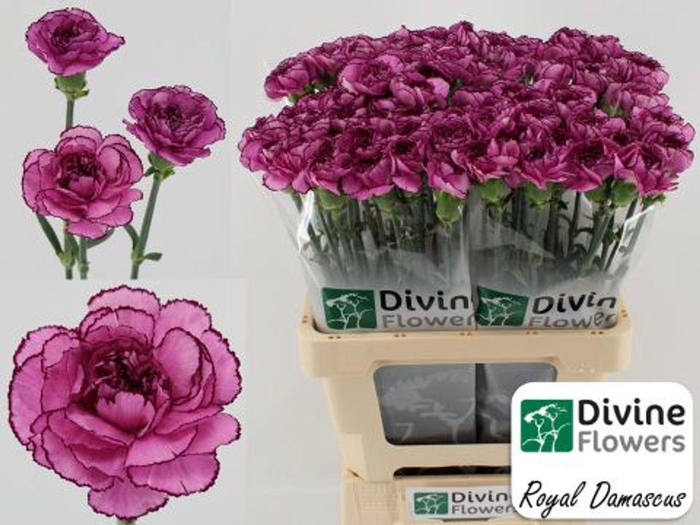 <h4>Dianthus ST 'Royal Damascus'</h4>
