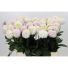 Dahlia White Isa