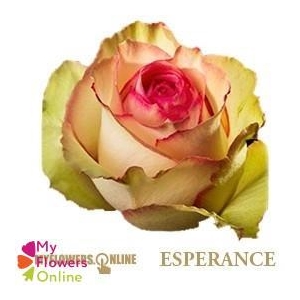 R Gr Esperance Bicolor 60cm CO