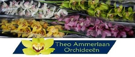 <h4>Gemengd 100</h4>