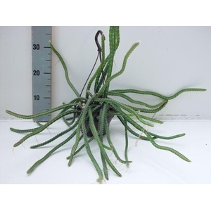 Selenicereus grandiflorus