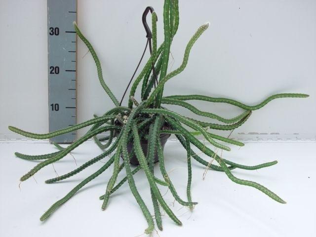 <h4>Selenicereus grandiflorus</h4>