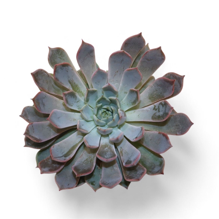 <h4>Echeveria Ov</h4>