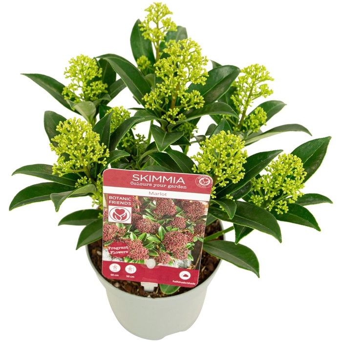 <h4>Skimmia japonica 'Marlot' 5+bloem</h4>