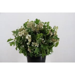 VIBURNUM COMPACTA 200GR
