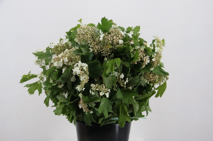 <h4>VIBURNUM COMPACTA 200GR</h4>