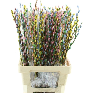 Salix Snow Flake Klb Rainbow Pastel