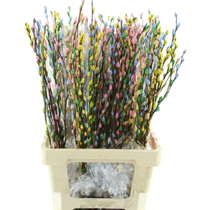 Salix Snow Flake Klb Rainbow