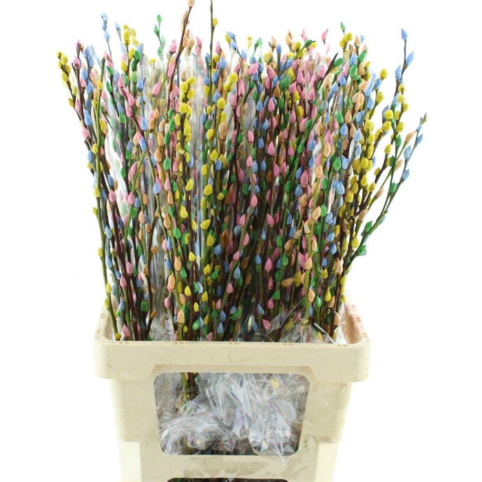 <h4>Salix Snow Flake Klb Rainbow</h4>