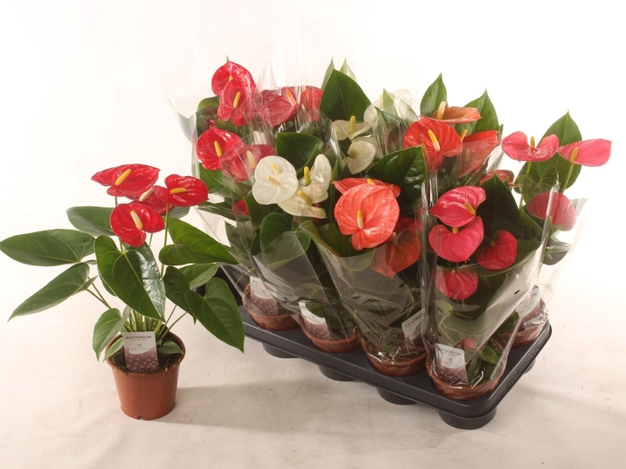 <h4>ANTHU AN GEM 4 KL</h4>