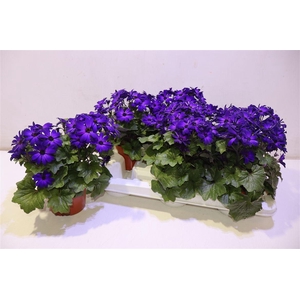 arr8 Peri C Man Purple