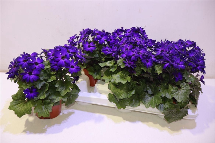 <h4>arr8 Peri C Man Purple</h4>