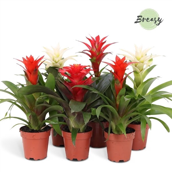 Guzmania Urban