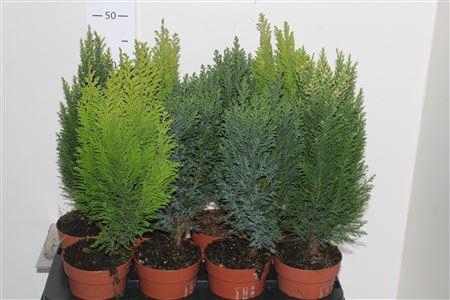 <h4>Coniferen Gem</h4>